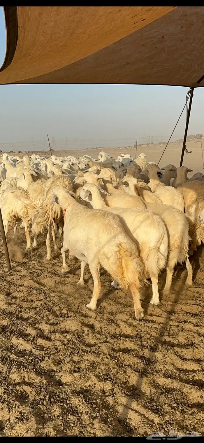 غنم حرية نقوة مراح عددها 100 تحتها 1 بفحلها 7