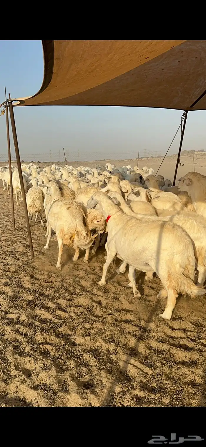 غنم حرية نقوة مراح عددها 100 تحتها 1 بفحلها 8