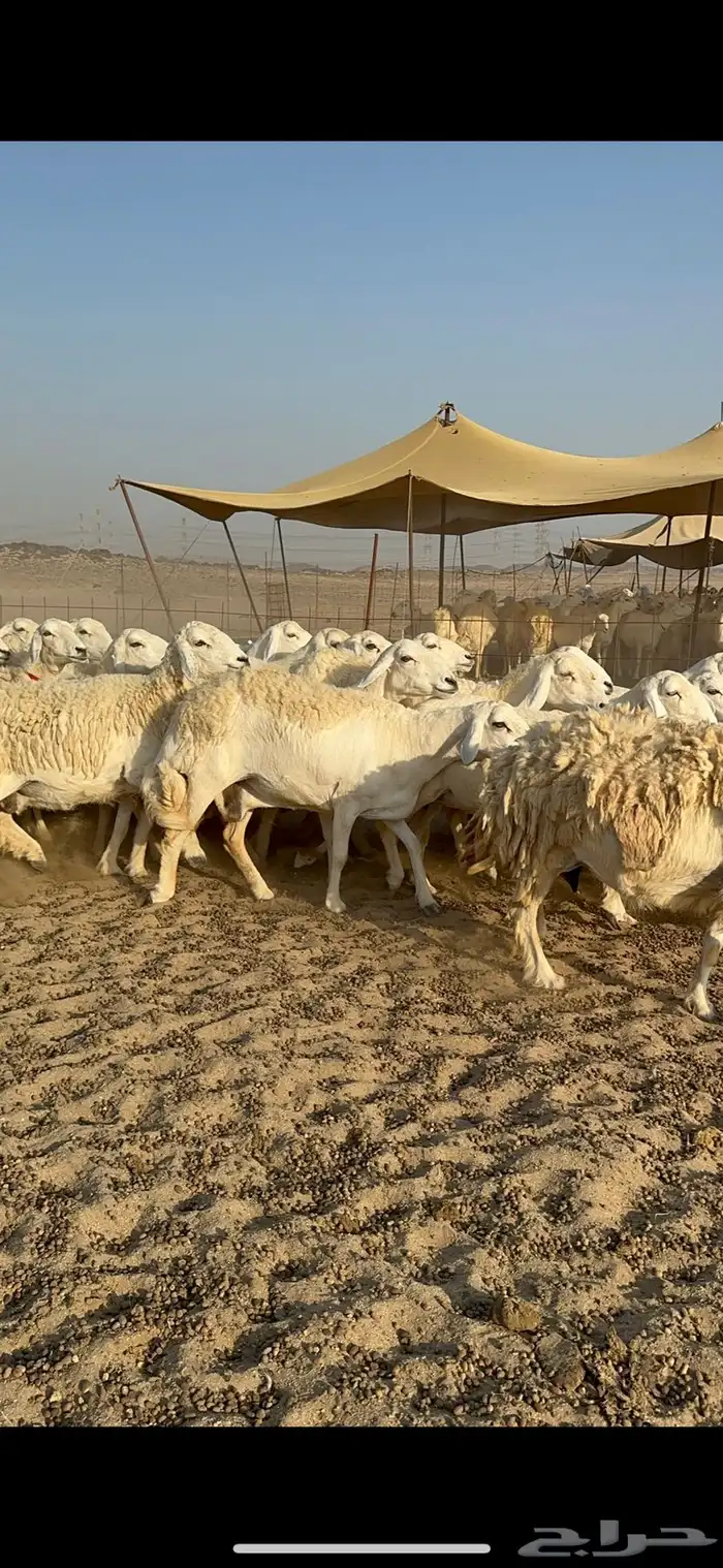 غنم حرية نقوة مراح عددها 100 تحتها 1 بفحلها 11