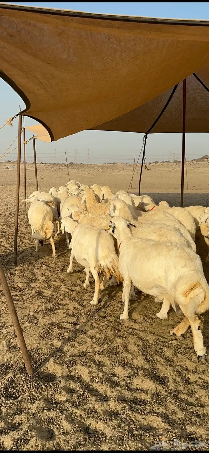 غنم حرية نقوة مراح عددها 100 تحتها 1 بفحلها 2