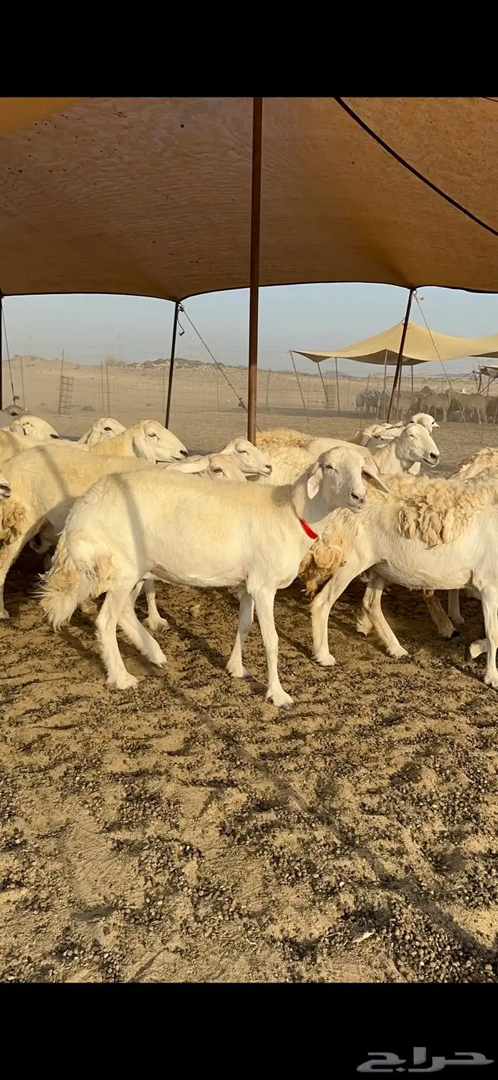 غنم حرية نقوة مراح عددها 100 تحتها 1 بفحلها 4