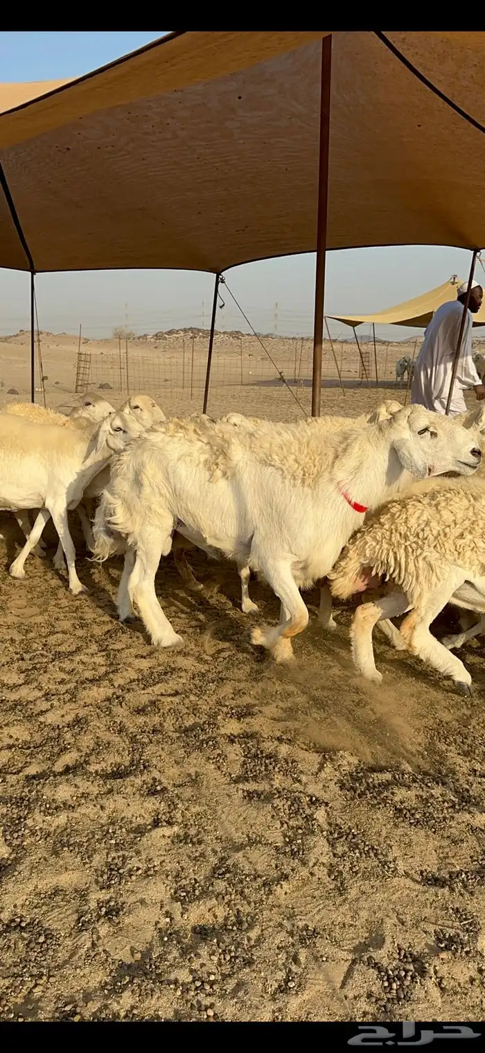 غنم حرية نقوة مراح عددها 100 تحتها 1 بفحلها 3