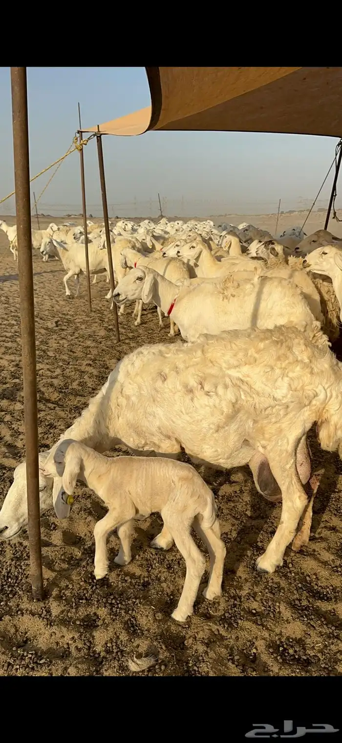 غنم حرية نقوة مراح عددها 100 تحتها 1 بفحلها 5