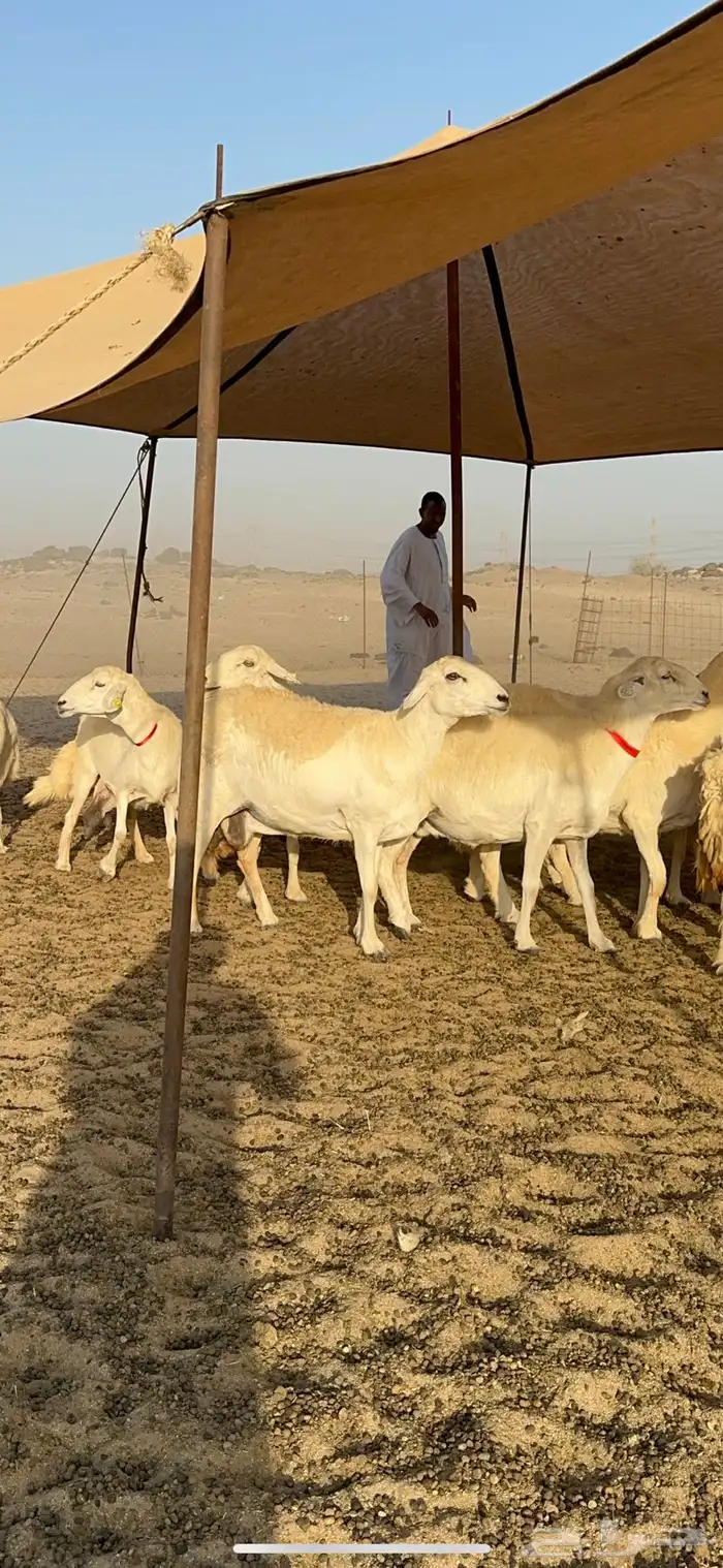 غنم حرية نقوة مراح عددها 100 تحتها 1 بفحلها 9