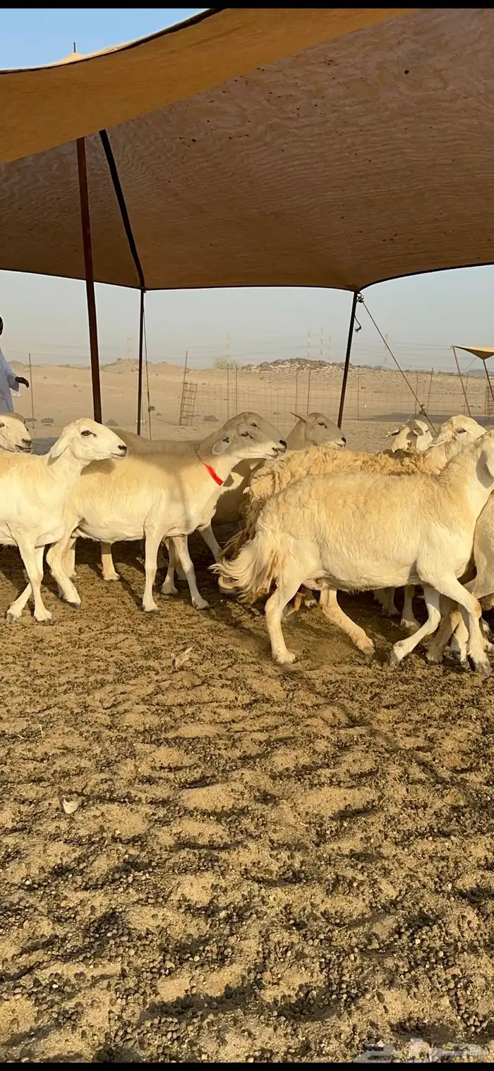 غنم حرية نقوة مراح عددها 100 تحتها 1 بفحلها 10