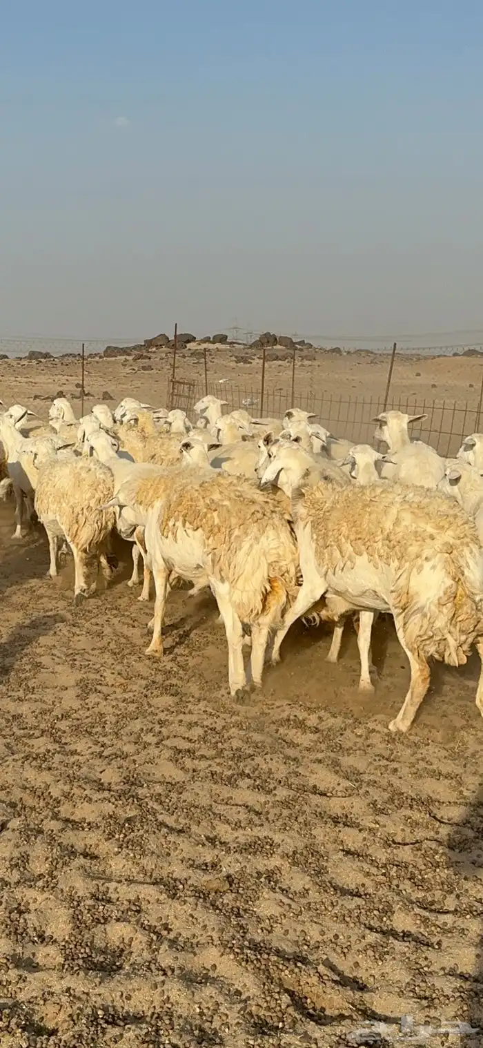 غنم حرية نقوة مراح عددها 100 تحتها 1 بفحلها 12