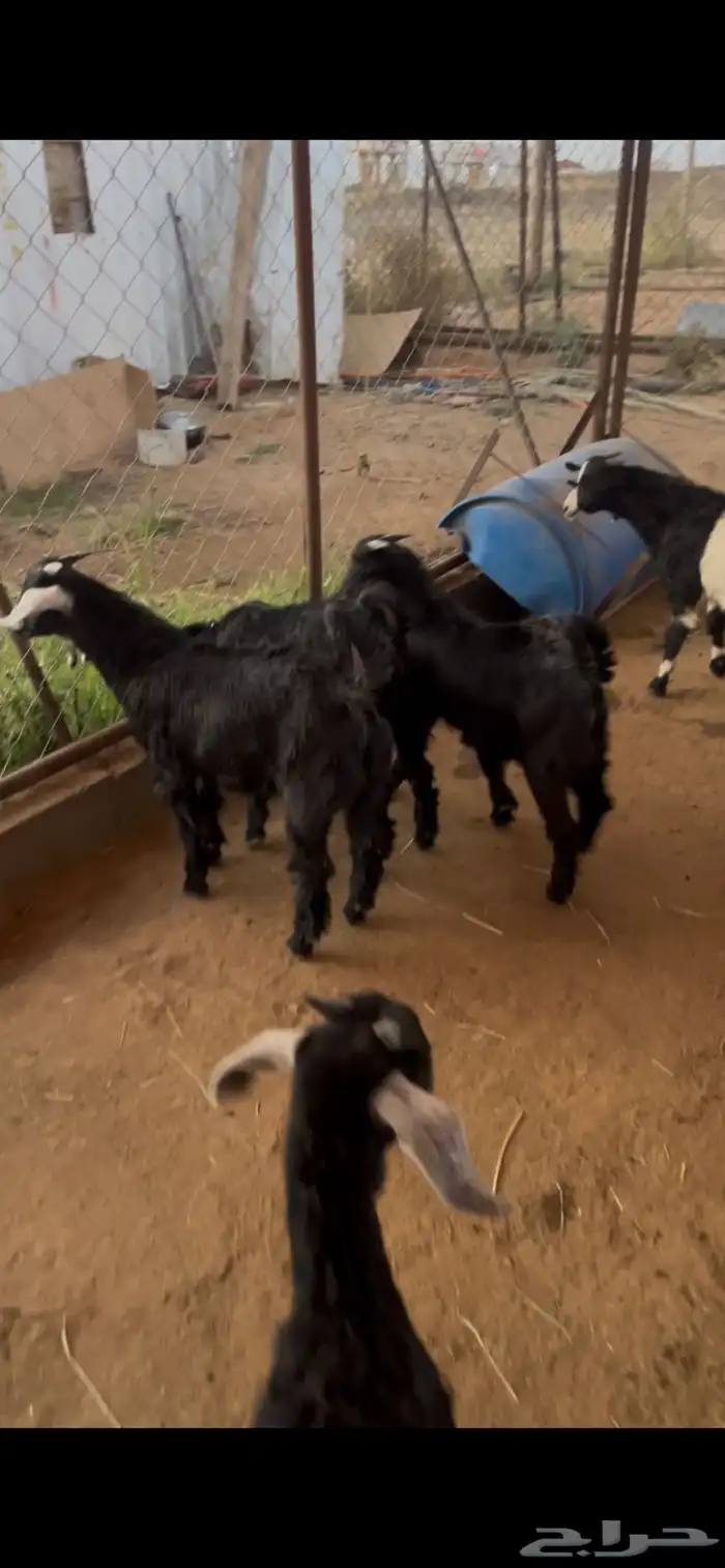 ذبح وتوصيل 8