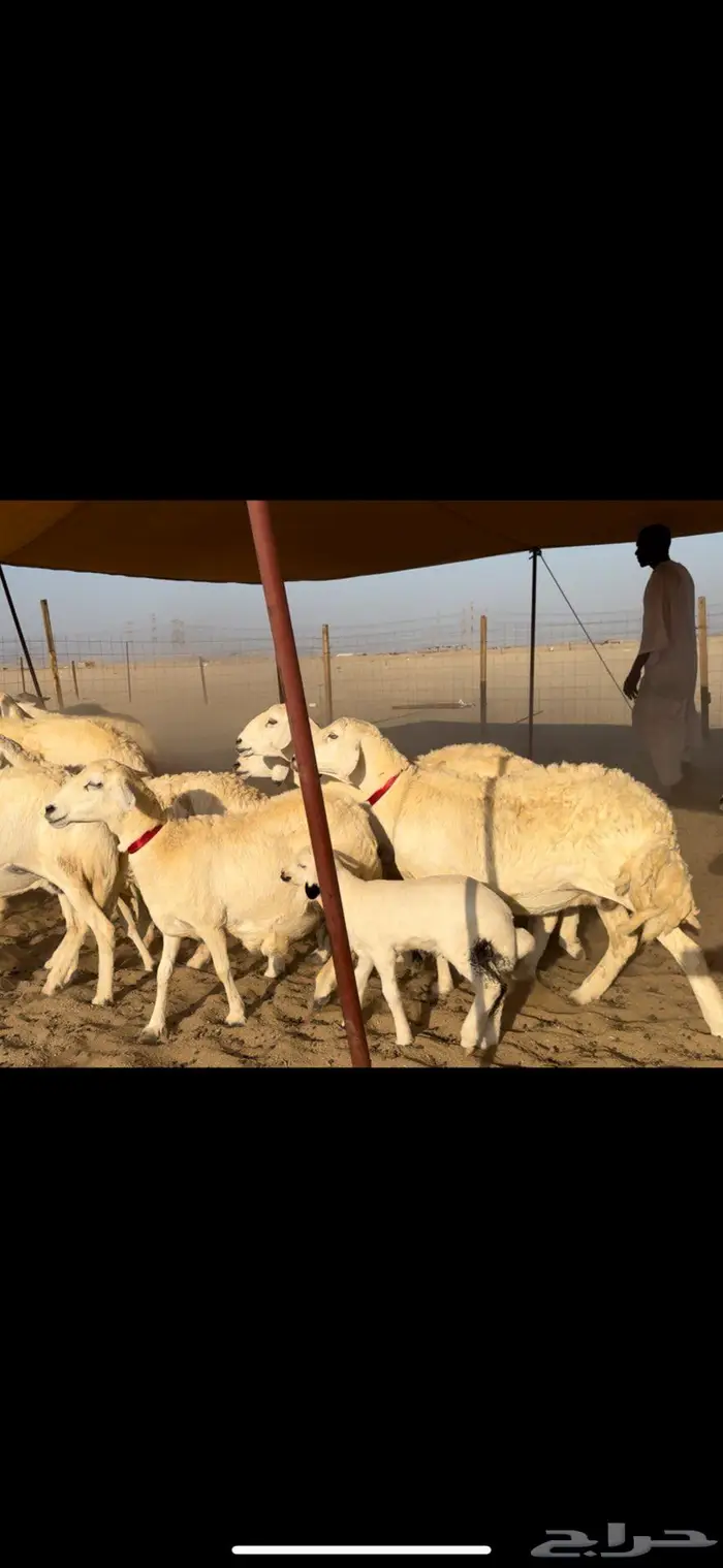 غنم حريات صنف جروم نخبة النخبه 8