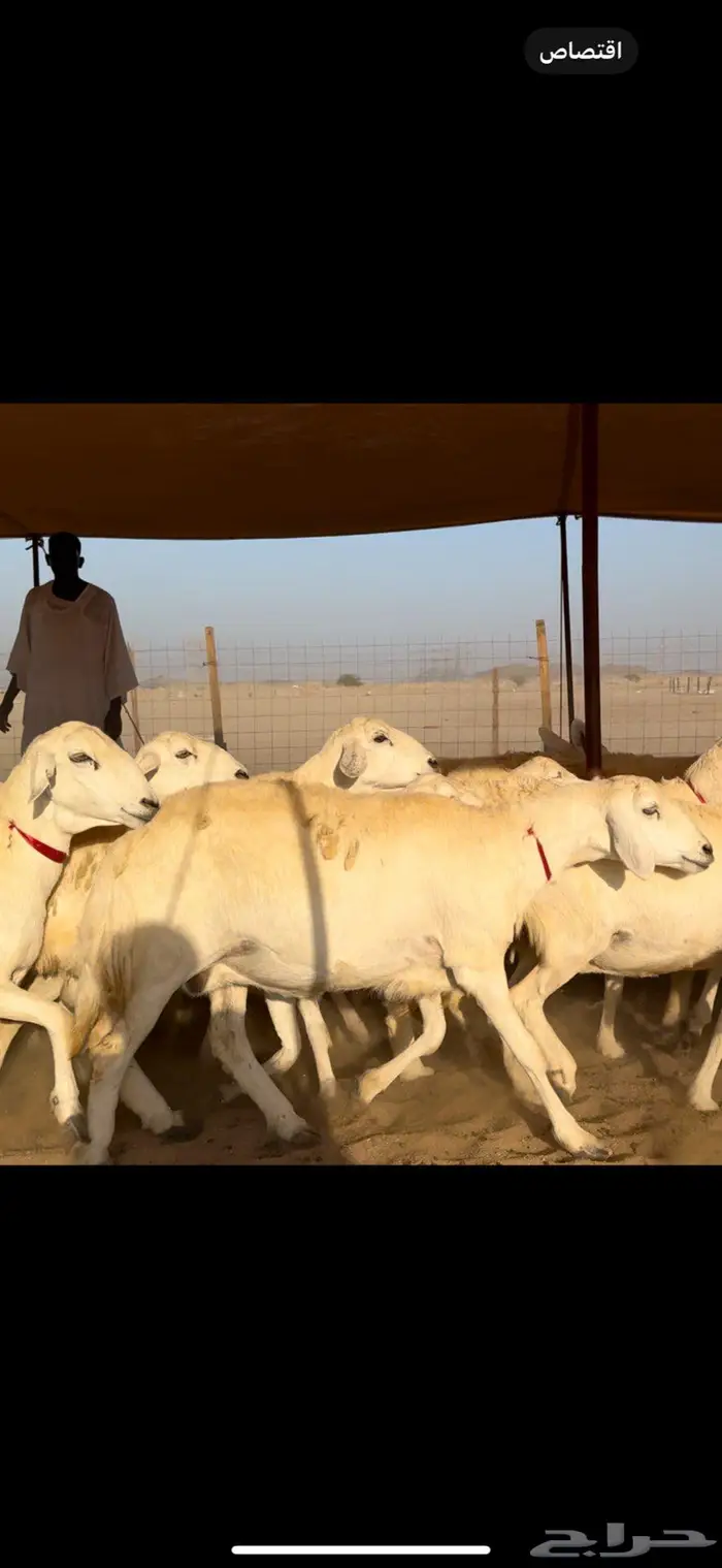 غنم حريات صنف جروم نخبة النخبه 9
