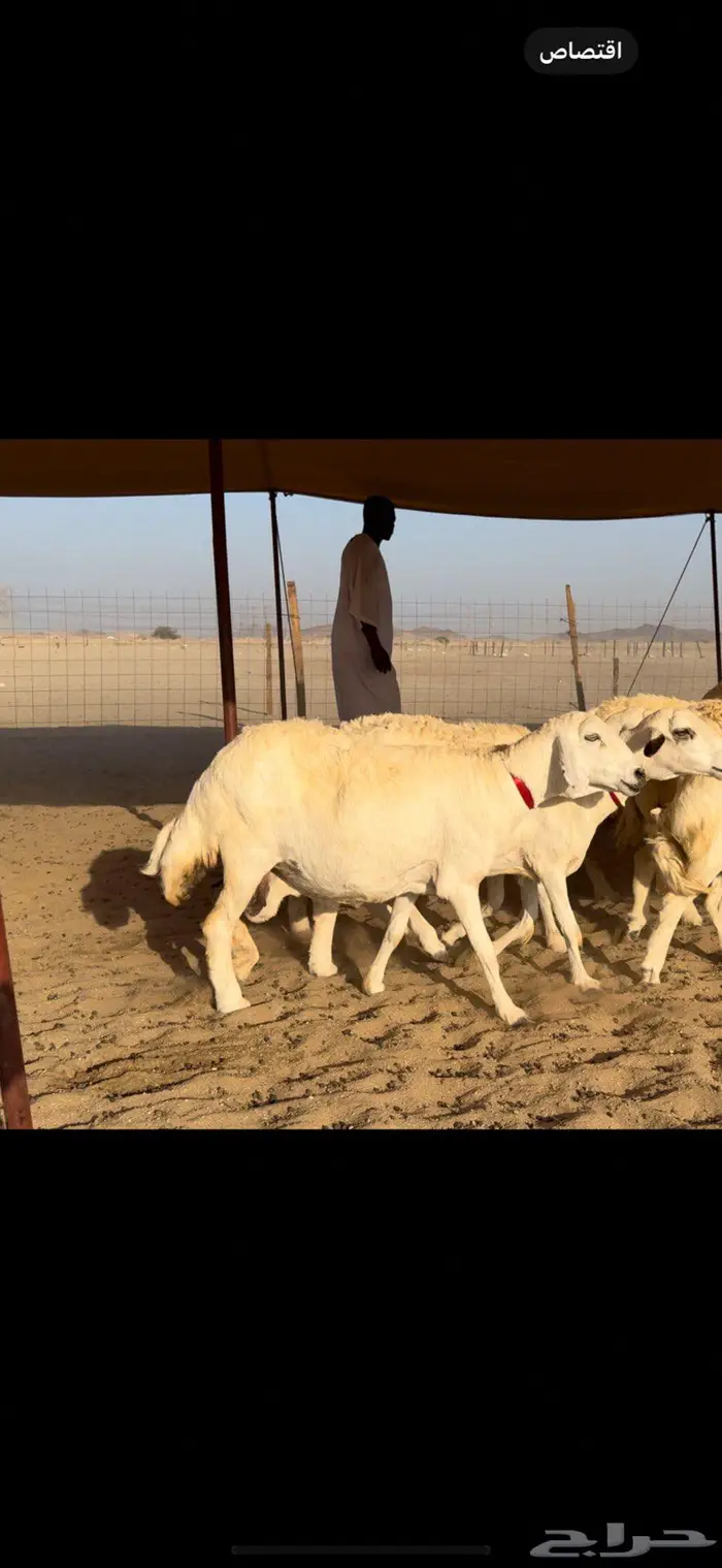 غنم حريات صنف جروم نخبة النخبه 11