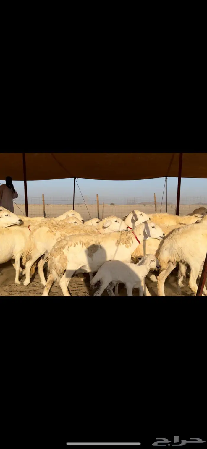 غنم حريات صنف جروم نخبة النخبه 1