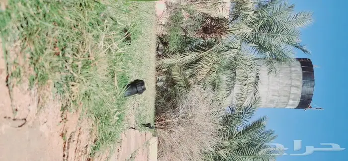 القصيم 1