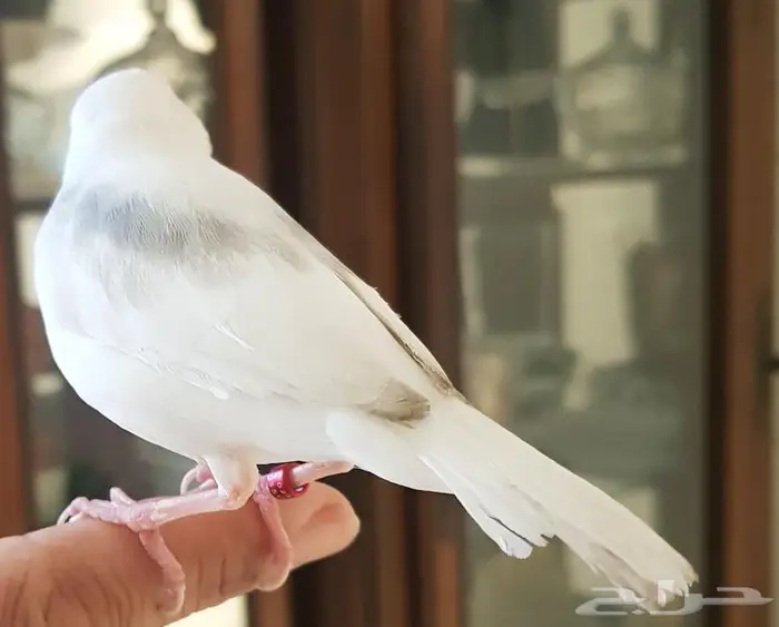 جاوا اليف تربية ( تم البيع ) 9