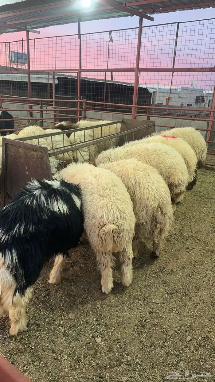 ذبائح حائل 6