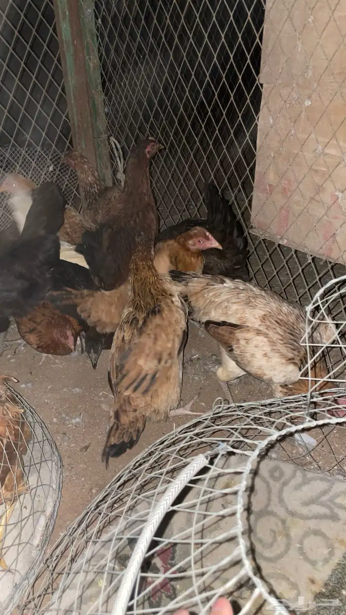 دجاج بلدي 1