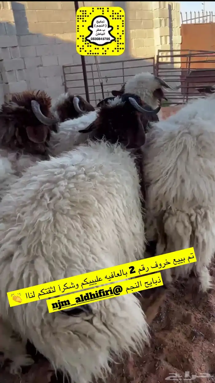 ذبايح النجم حفرالباطن 10