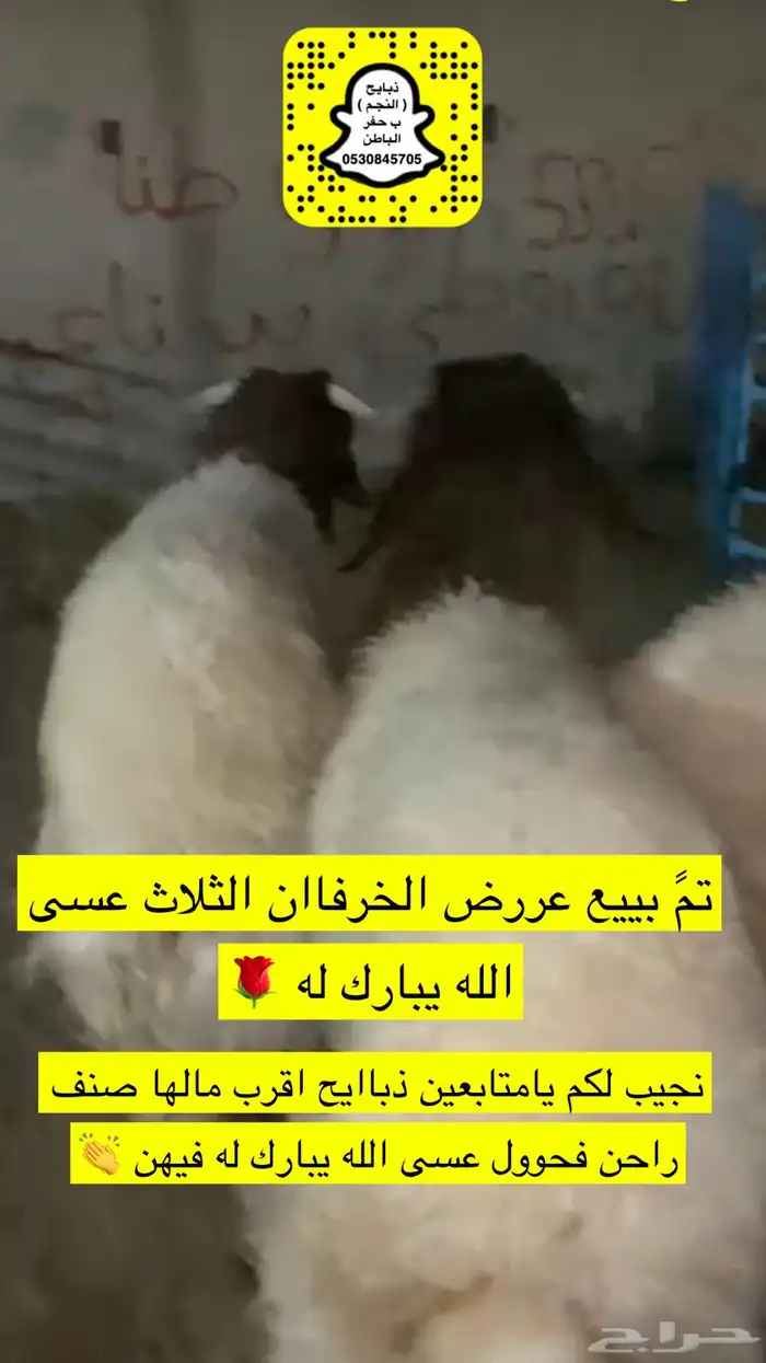ذبايح النجم حفرالباطن 37