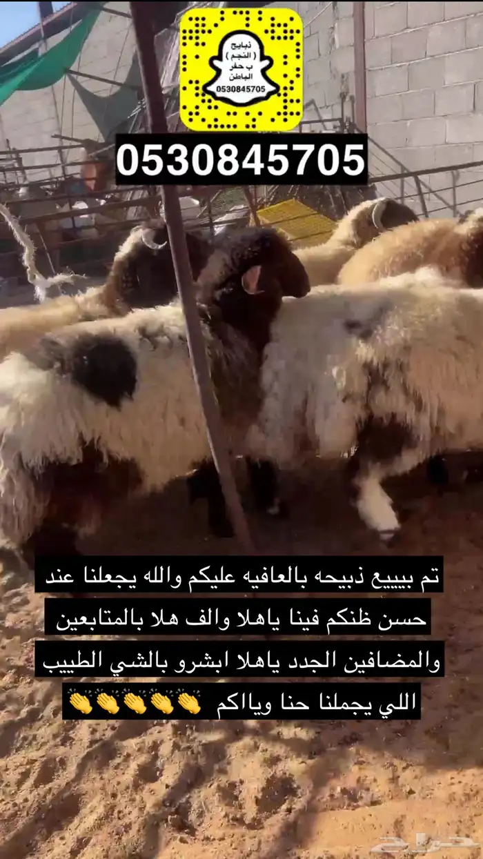 ذبايح النجم حفرالباطن 13