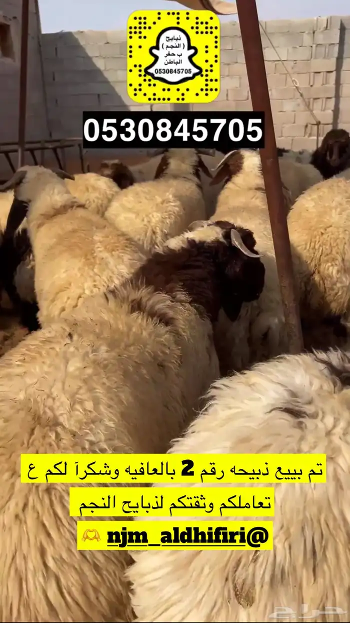 ذبايح النجم حفرالباطن 16