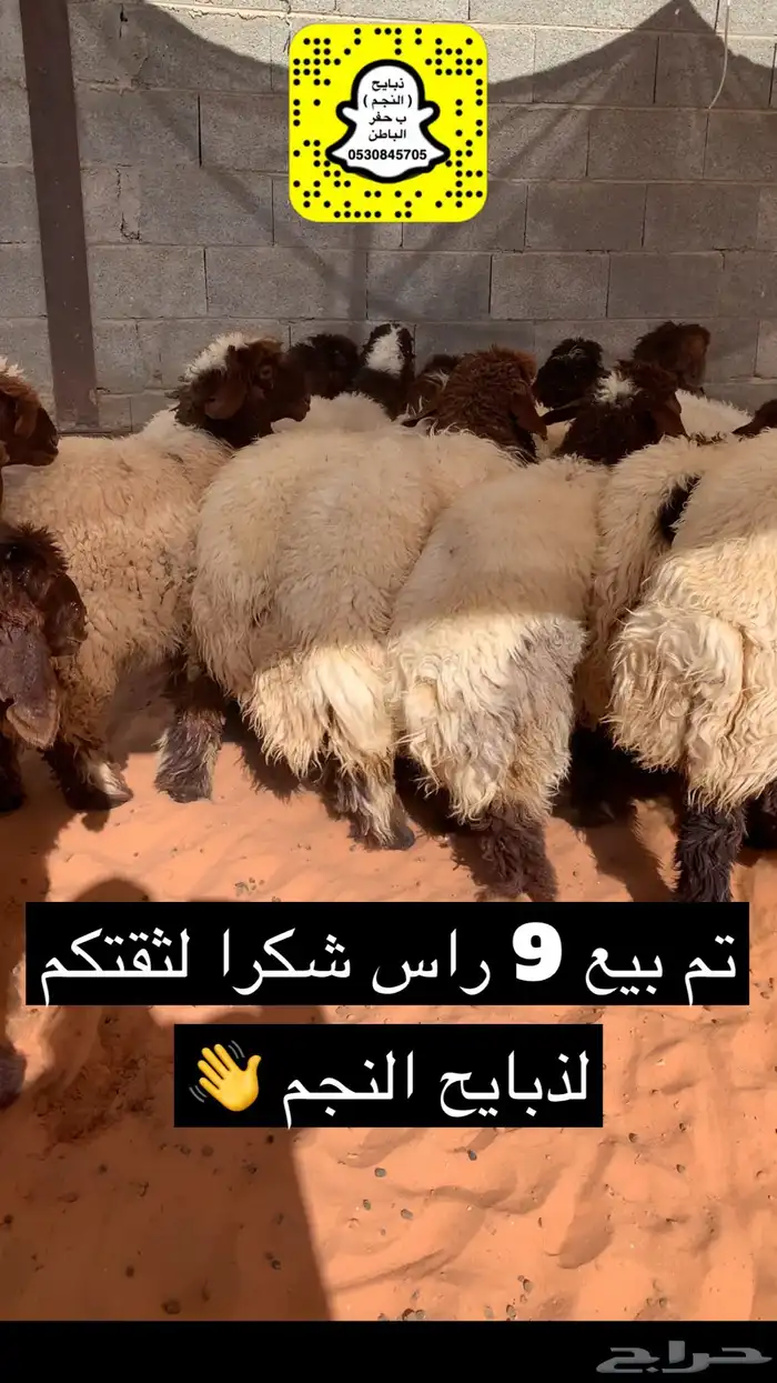 ذبايح النجم حفرالباطن 41