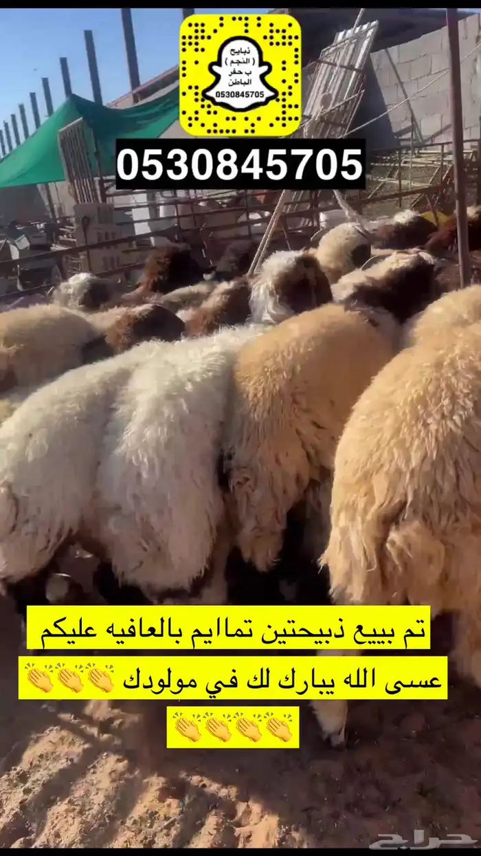 ذبايح النجم حفرالباطن 14