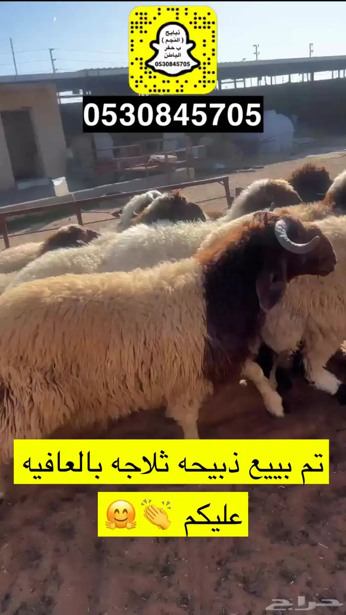 ذبايح النجم حفرالباطن 15