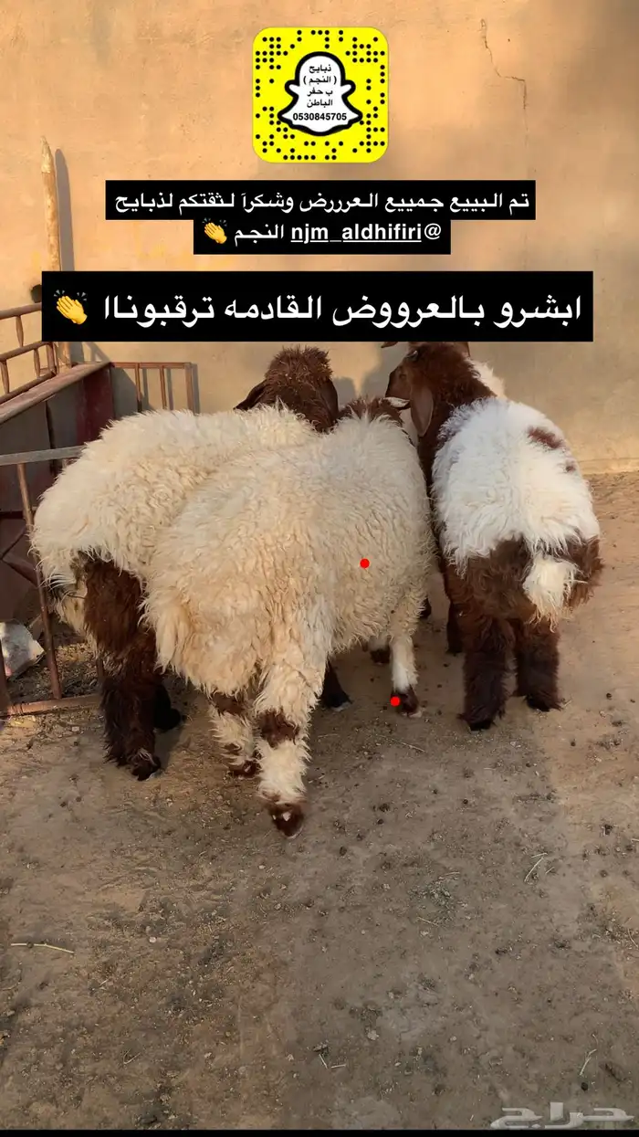 ذبايح النجم حفرالباطن 35