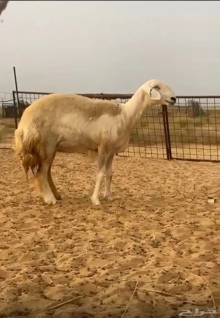لابيع حريه ثنيه صنف الصننف   تم البيع خارج الموقع 0