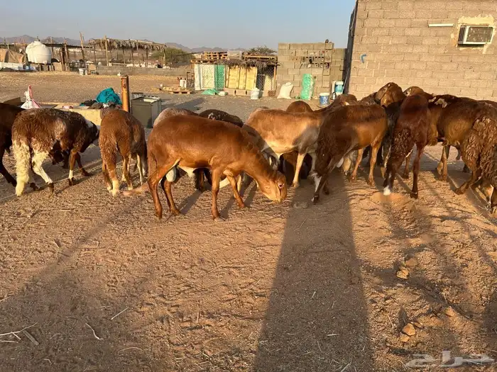 طليان سواكن جبرة حمري وابيض (تم البيع) 5