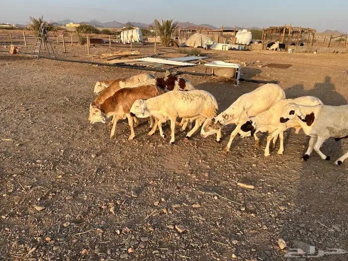 طليان سواكن جبرة حمري وابيض (تم البيع) 16