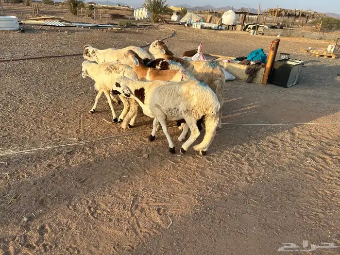 طليان سواكن جبرة حمري وابيض (تم البيع) 14