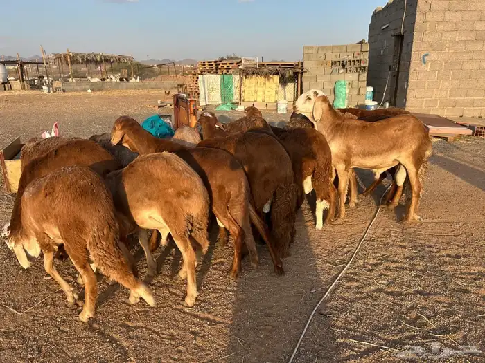 طليان سواكن جبرة حمري وابيض (تم البيع) 7