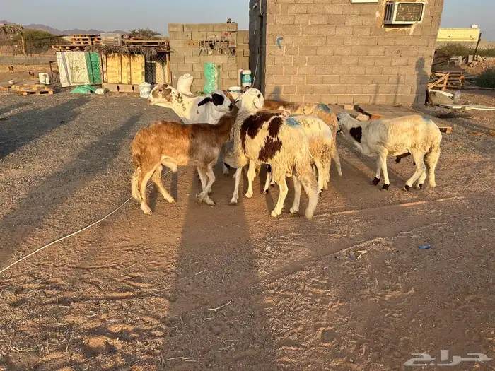 طليان سواكن جبرة حمري وابيض (تم البيع) 12
