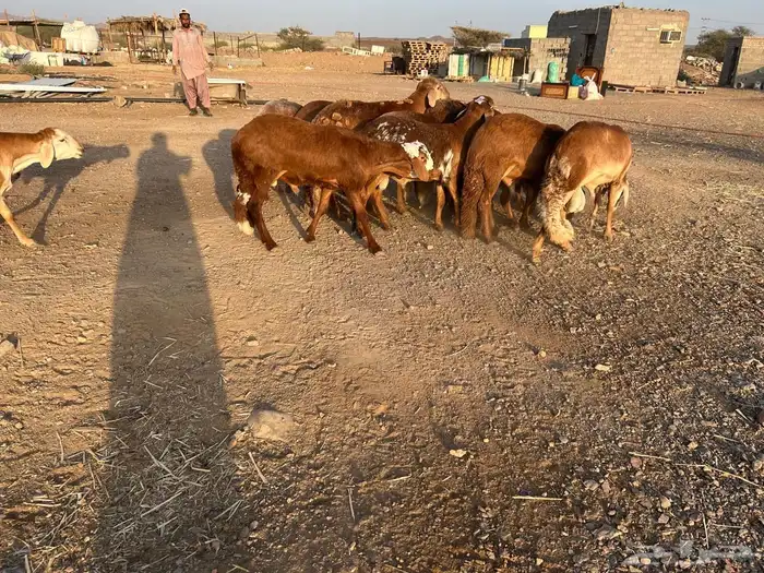 طليان سواكن جبرة حمري وابيض (تم البيع) 0