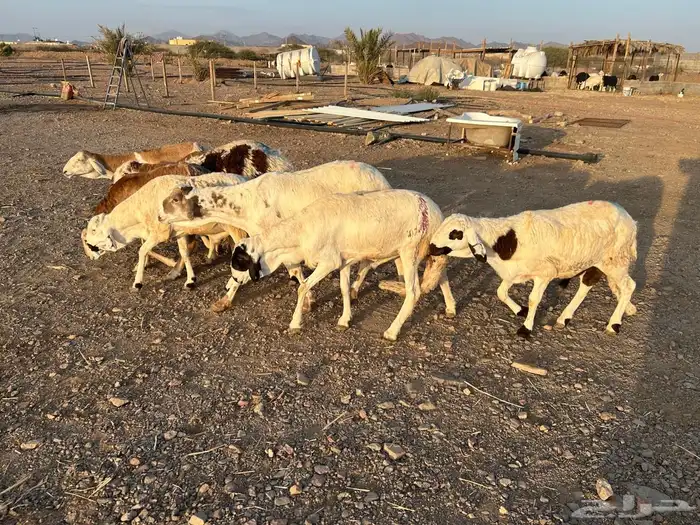 طليان سواكن جبرة حمري وابيض (تم البيع) 17