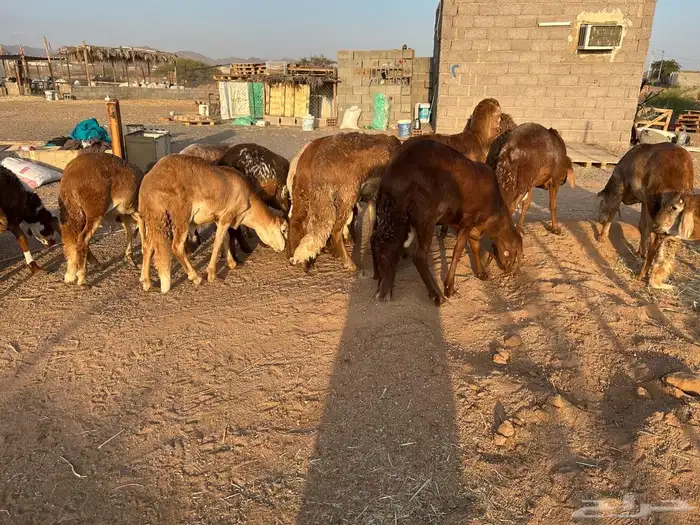 طليان سواكن جبرة حمري وابيض (تم البيع) 3
