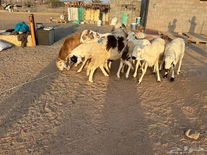 طليان سواكن جبرة حمري وابيض (تم البيع) 13