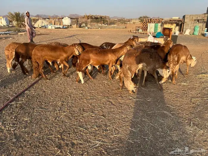 طليان سواكن جبرة حمري وابيض (تم البيع) 1