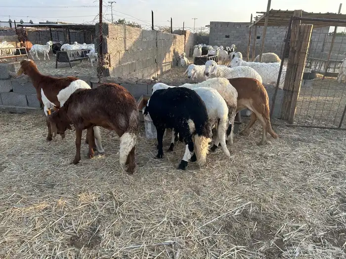 طليان سواكن جبرة حمري وابيض (تم البيع) 10