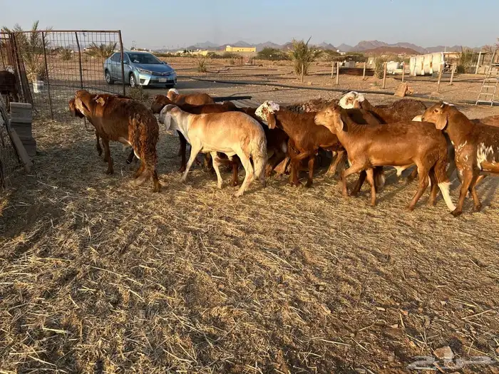 طليان سواكن جبرة حمري وابيض (تم البيع) 8