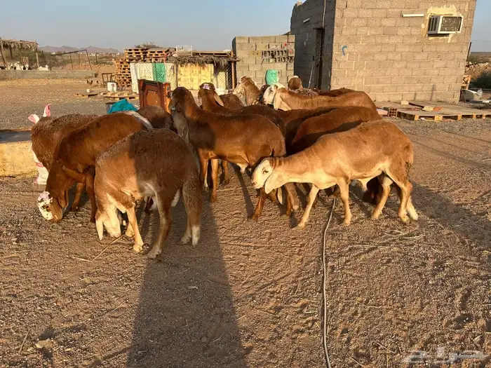 طليان سواكن جبرة حمري وابيض (تم البيع) 6