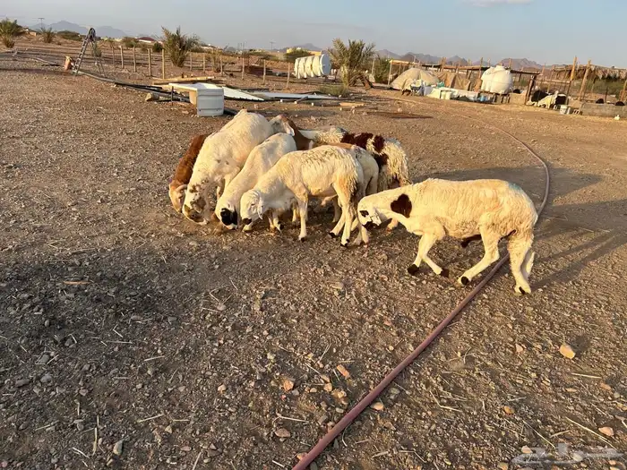 طليان سواكن جبرة حمري وابيض (تم البيع) 15