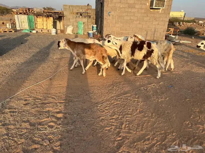 طليان سواكن جبرة حمري وابيض (تم البيع) 11