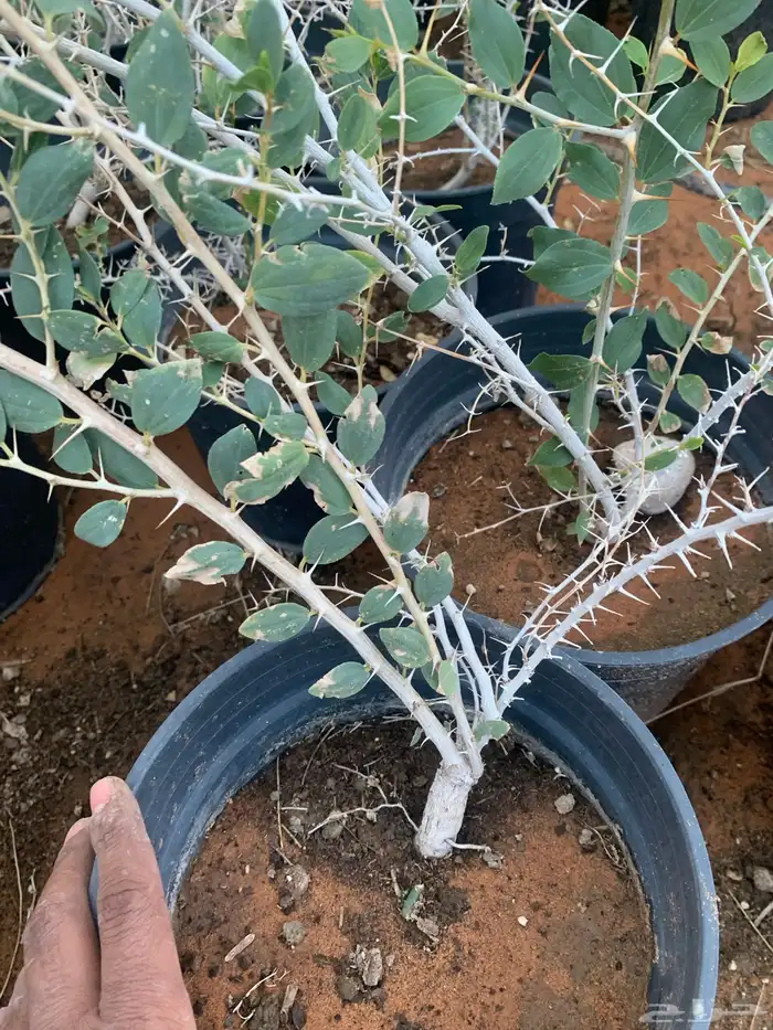 سدر جبلي 1