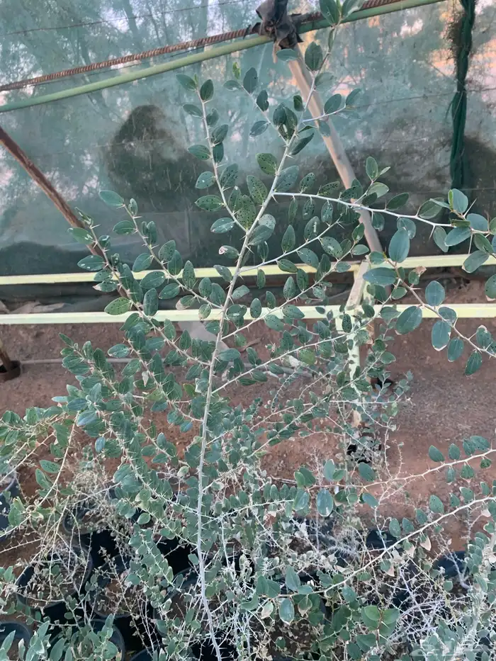 سدر جبلي 3