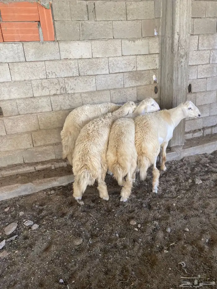 طليان حريات جبر ناهي (تم البيع) 1