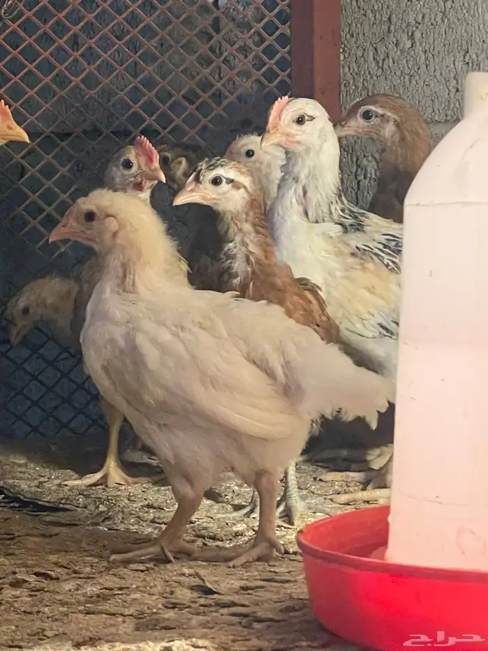 للبيع صوص لوهمان 6