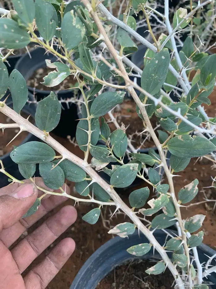 سدر جبلي 2