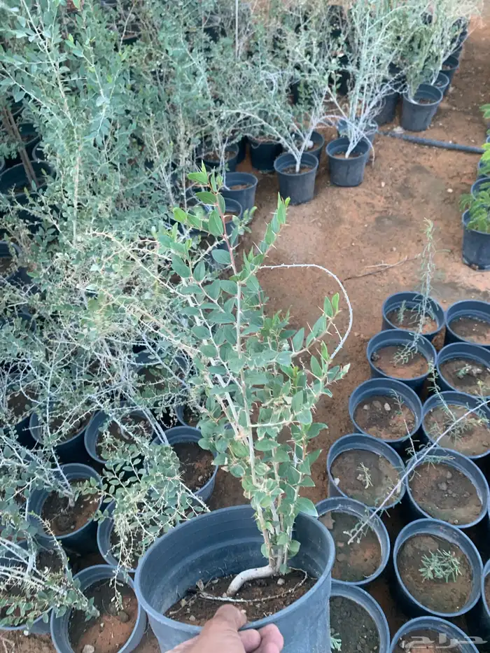 سدر جبلي 0