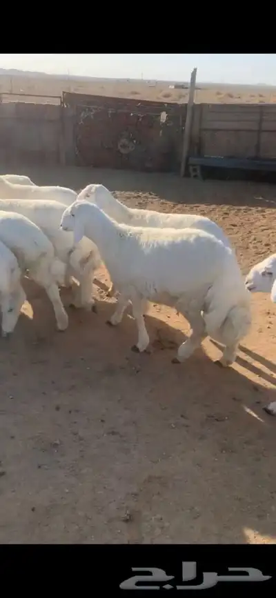 للبيع بهم بري ونضيف تو جاي من البر الموقع سوق الجربوع يوجد 0